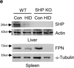 Ferroportin/SLC40A1 Antibody - BSA Free