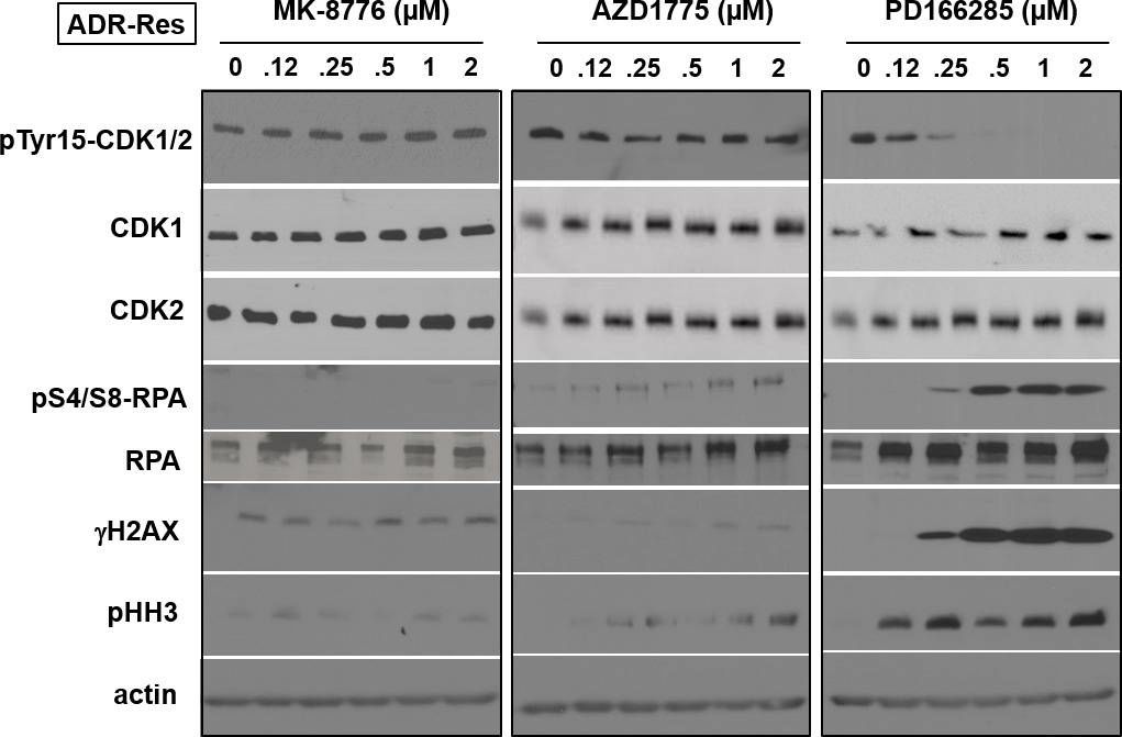 RPA2 [p Ser4, p Ser8] Antibody - BSA Free