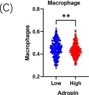 Adropin Antibody - BSA Free