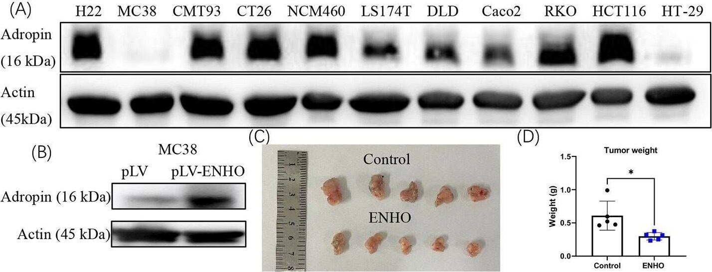 Adropin Antibody - BSA Free