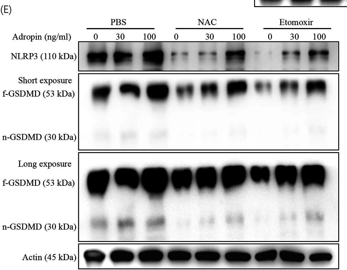 Adropin Antibody - BSA Free