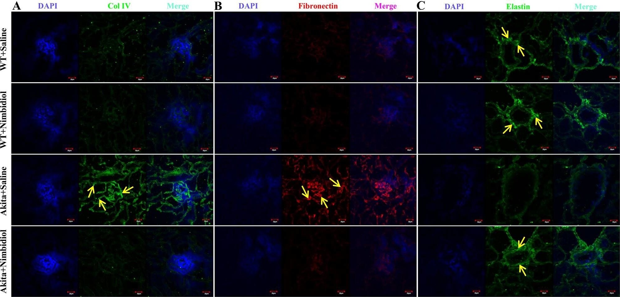 Collagen IV Antibody - Azide and BSA Free