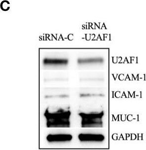 VCAM-1/CD106 Antibody (1.G11B1)