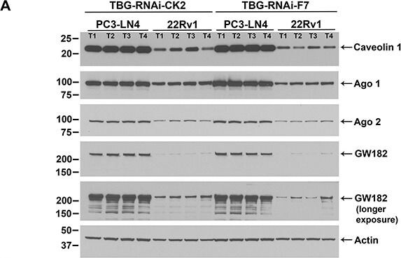 GW182 Antibody
