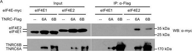 GW182 Antibody