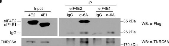 GW182 Antibody