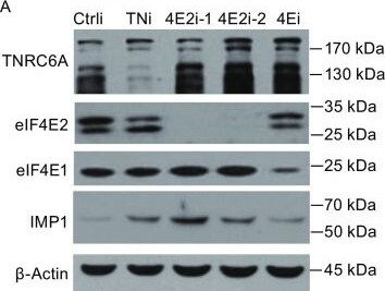 GW182 Antibody