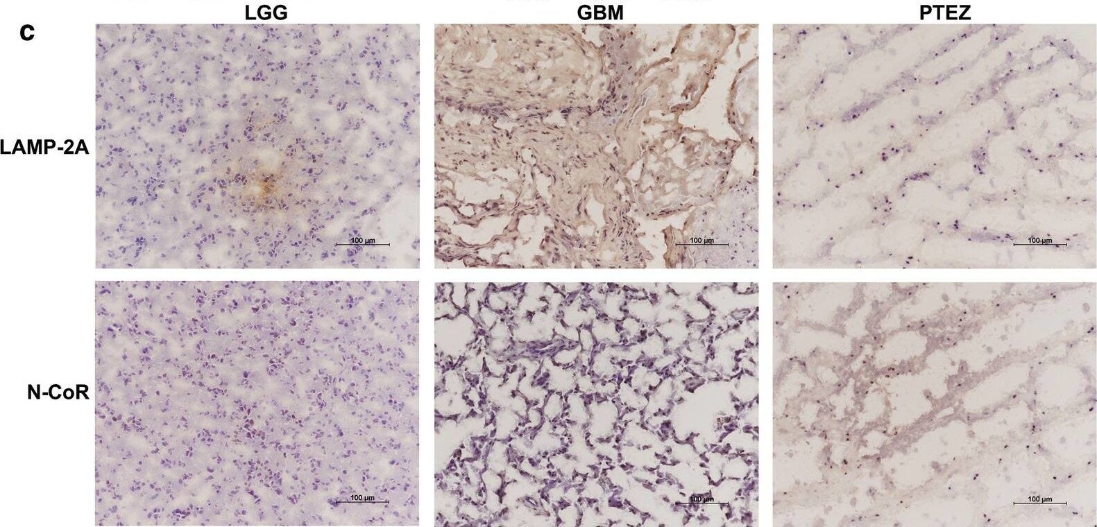 NCOR1 Antibody (7A7A9)