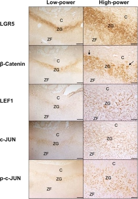 Lgr5/GPR49 Antibody - BSA Free