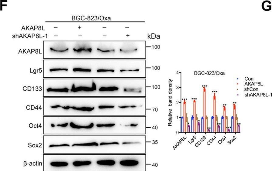 Lgr5/GPR49 Antibody - BSA Free