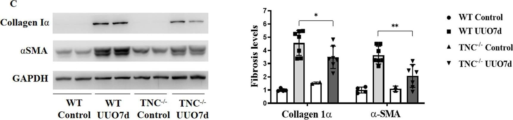 Collagen I alpha 1 Antibody - Azide and BSA Free