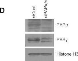 PAPOLG Antibody