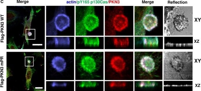 PKN3 Antibody