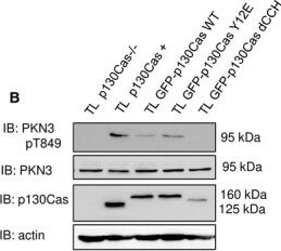 PKN3 Antibody