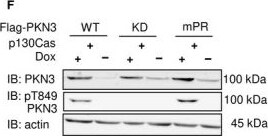 PKN3 Antibody
