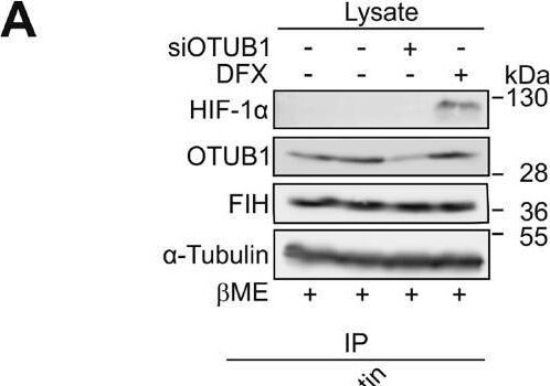 FIH-1/HIF-1AN Antibody (162c) - BSA Free