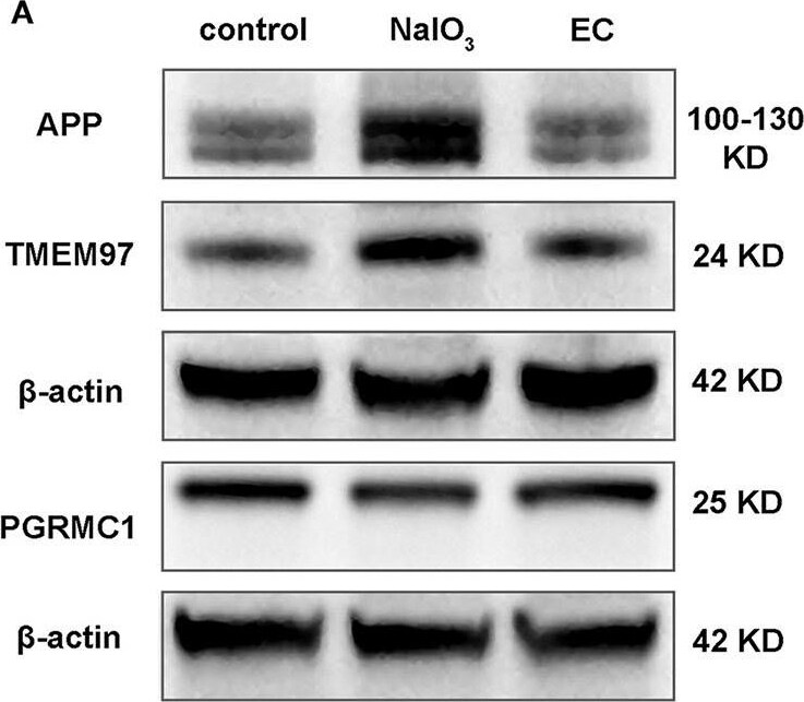 TMEM97 Antibody - BSA Free
