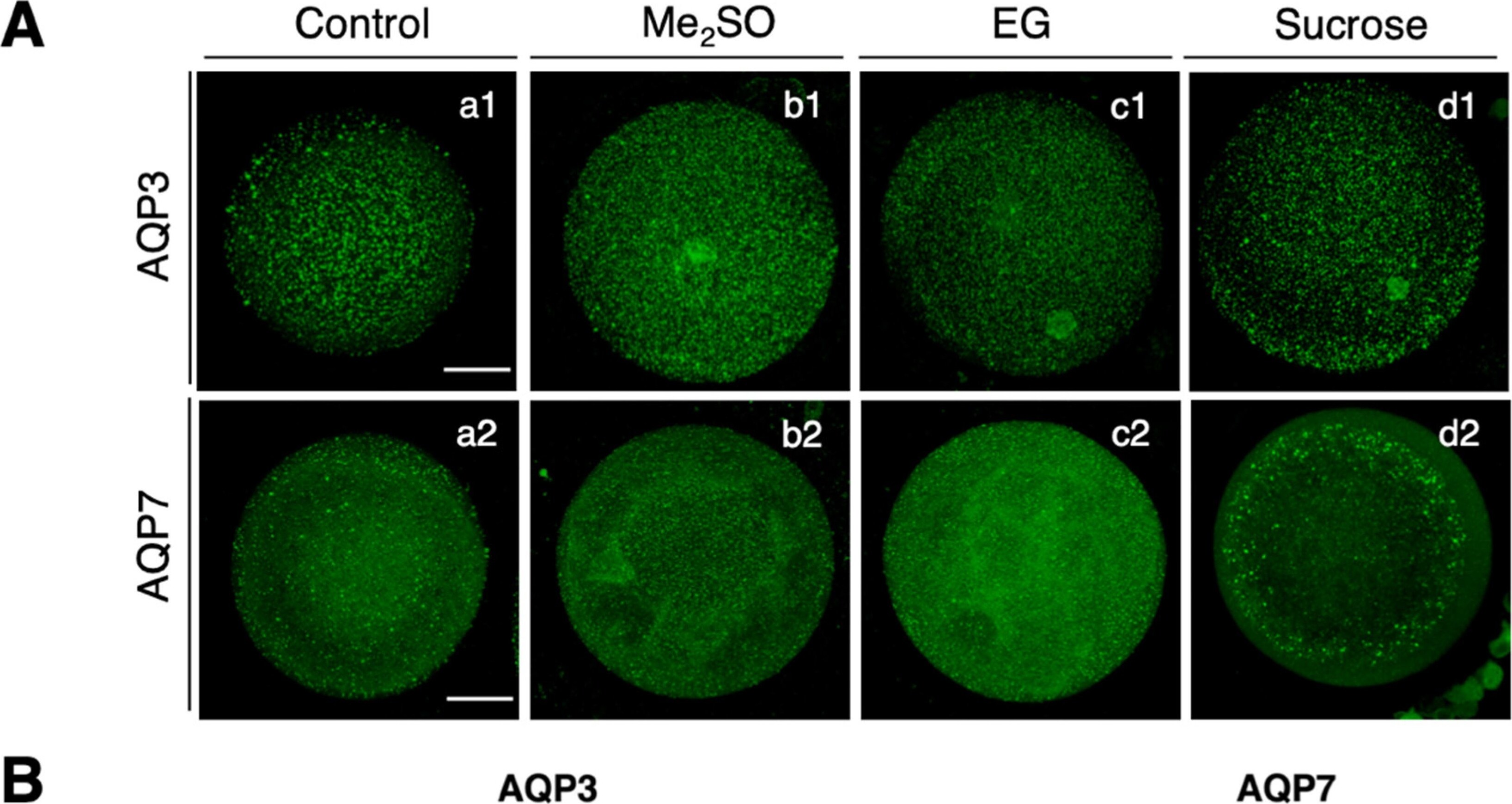 Aquaporin-7 Antibody