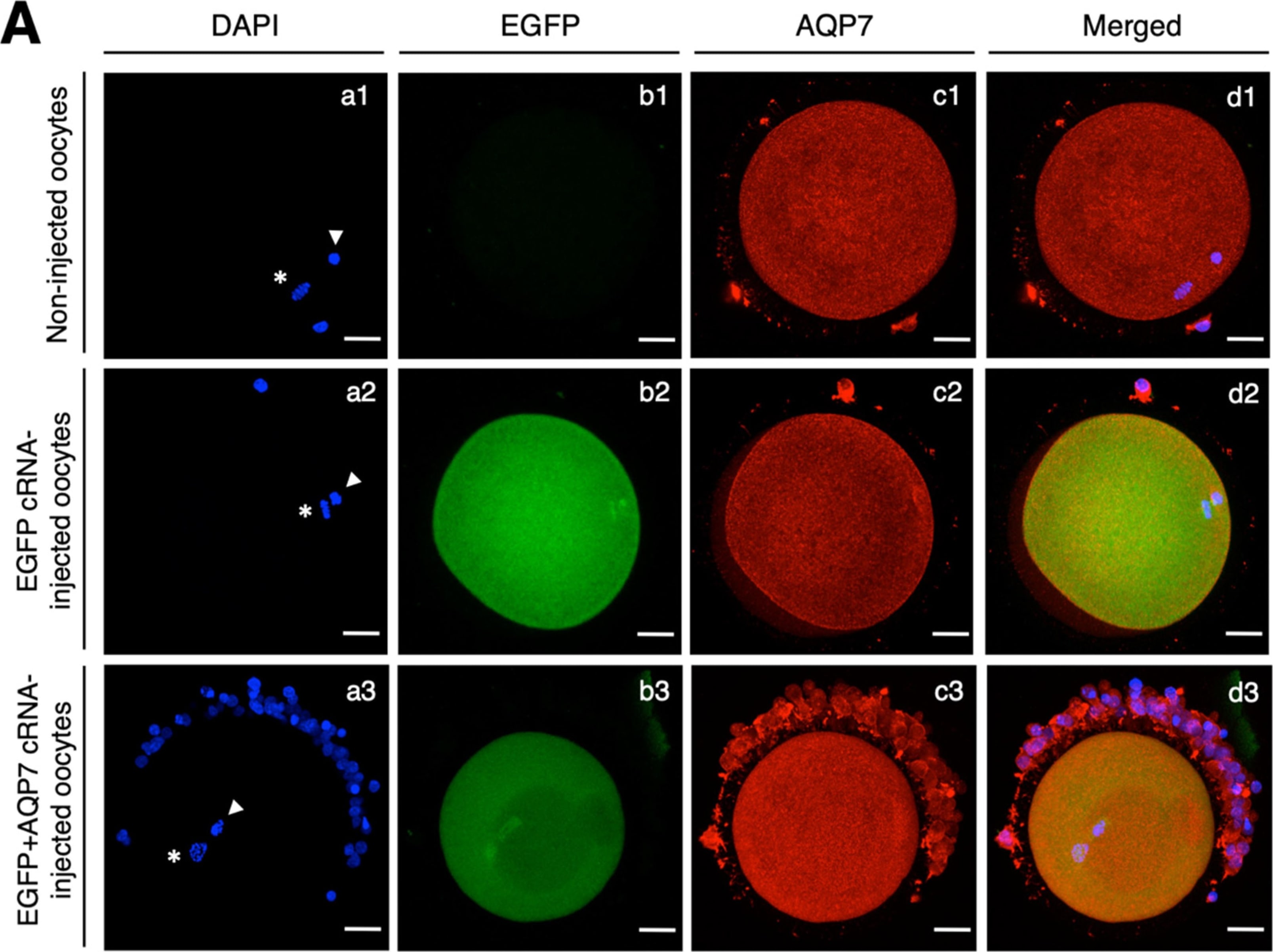 Aquaporin-7 Antibody