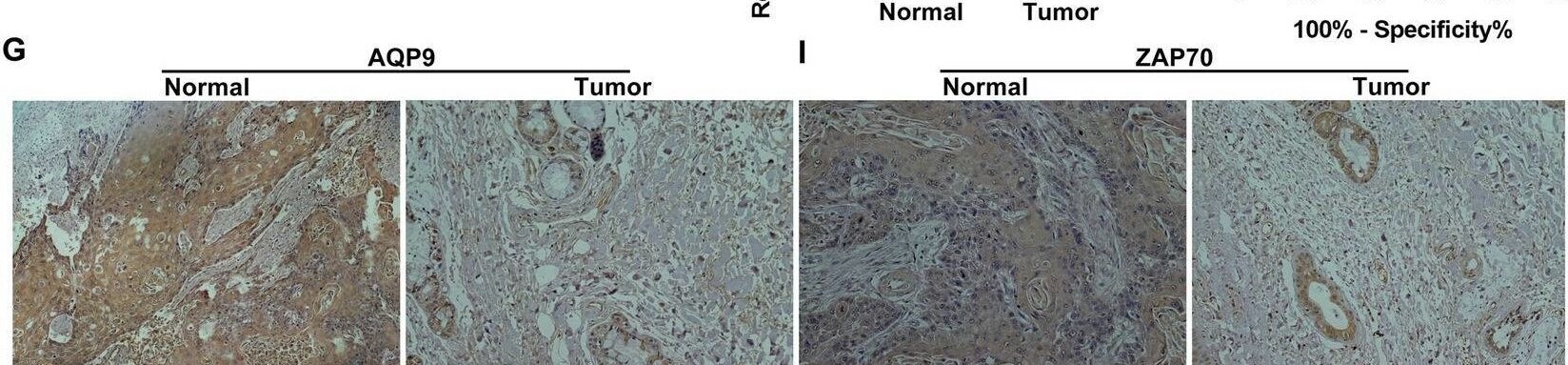 Aquaporin-9 Antibody