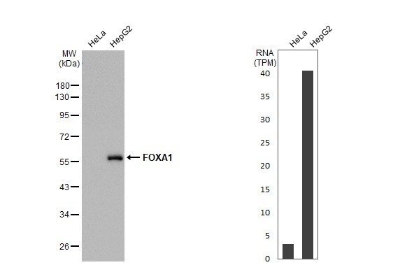 HNF-3 alpha/FoxA1 Antibody