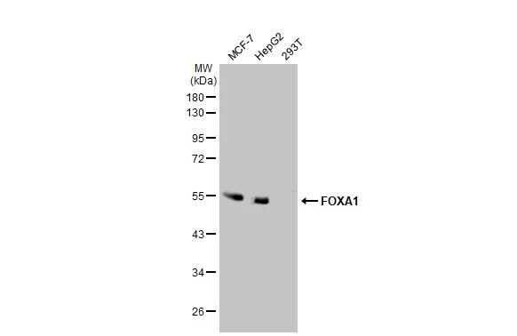 HNF-3 alpha/FoxA1 Antibody - Azide Free
