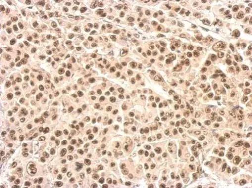 XRCC4 Antibody