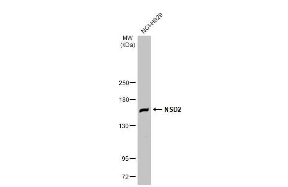 WHSC1 Antibody - BSA Free