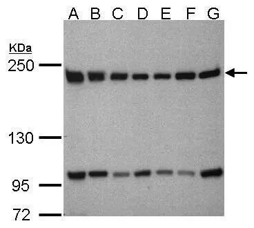 BTAF1 Antibody