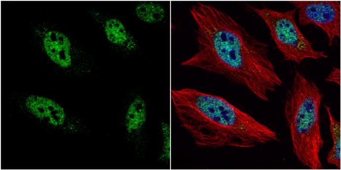 HES-1 Antibody - BSA Free