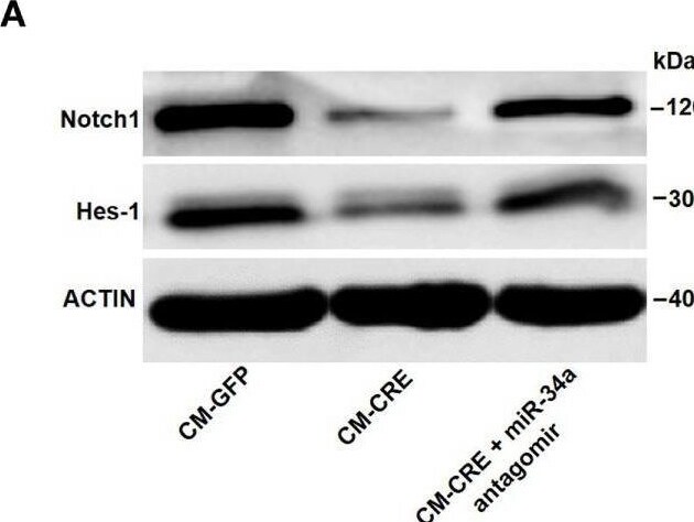 HES-1 Antibody - BSA Free