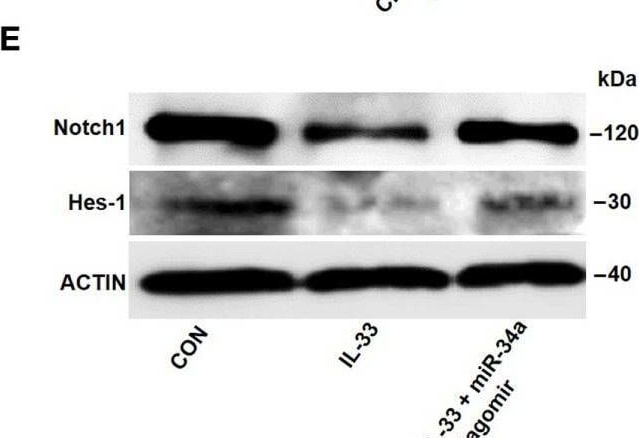 HES-1 Antibody - BSA Free