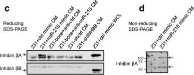 Activin A Antibody