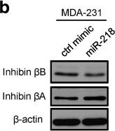 Activin A Antibody