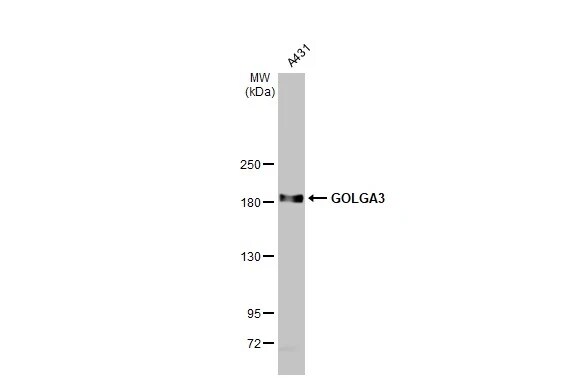 GOLGA3 Antibody