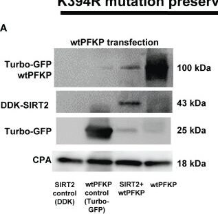 Cyclophilin A Antibody - BSA Free