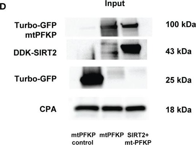 Cyclophilin A Antibody - BSA Free