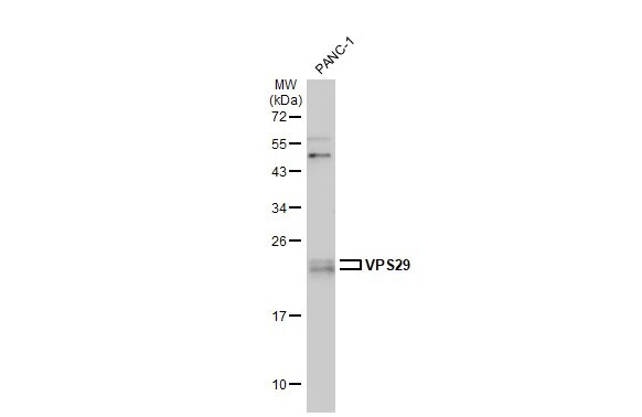 VPS29 Antibody