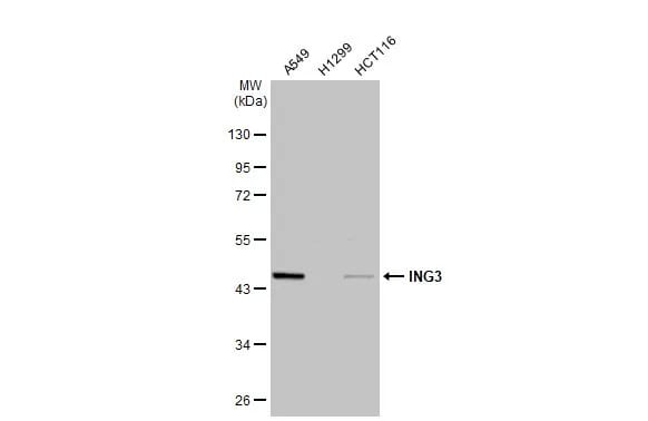 ING3 Antibody