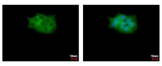SCAP2 Antibody - BSA Free
