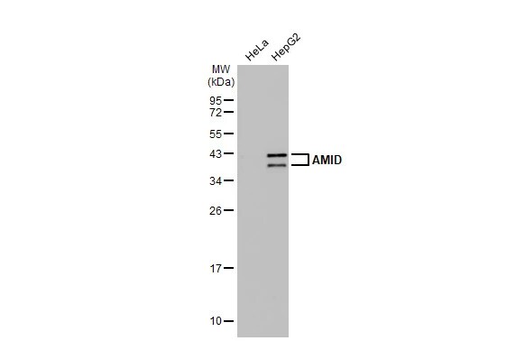AMID Antibody