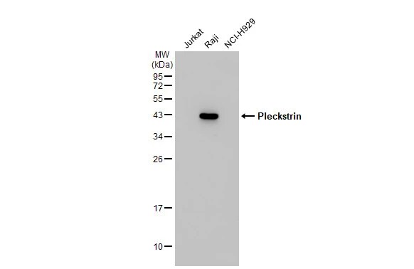 Pleckstrin Antibody
