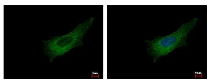 Pleckstrin Antibody - BSA Free