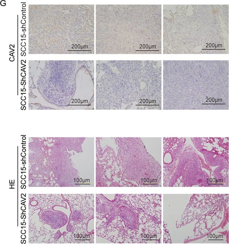 Caveolin-2 Antibody - BSA Free