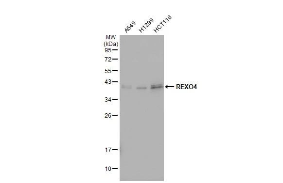 REXO4 Antibody