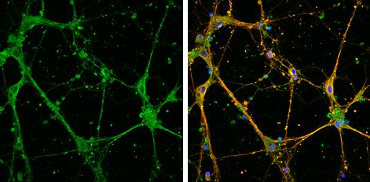 EFHD2 Antibody - BSA Free