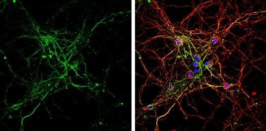 BMP-9 Antibody - BSA Free