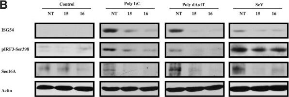 IFIT2 Antibody