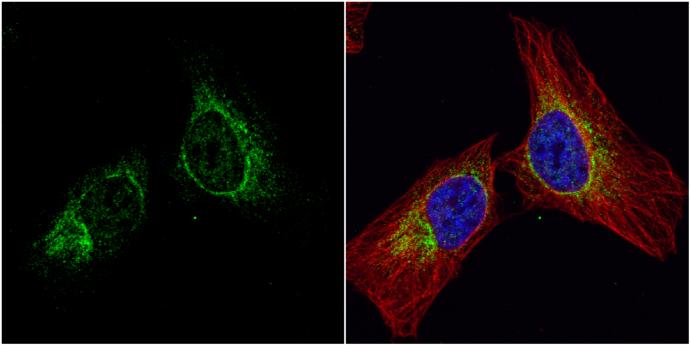IFIT2 Antibody - BSA Free