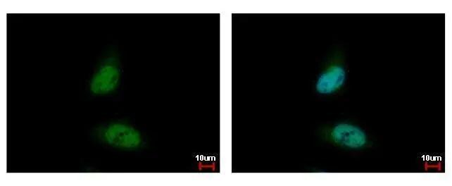 HDAC3 Antibody - BSA Free